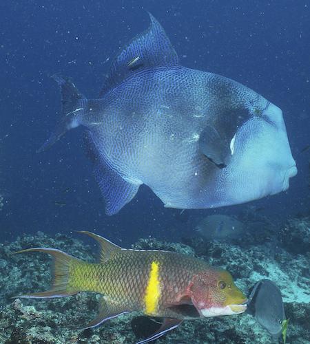 Triggerfish swimming on ocean floor