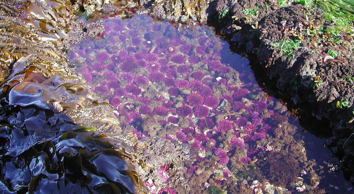 Tide pool filled with sea urchins