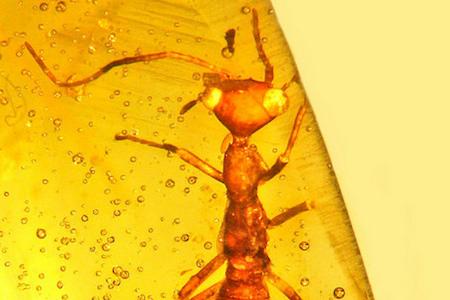 Insect fossilized in yellow amber