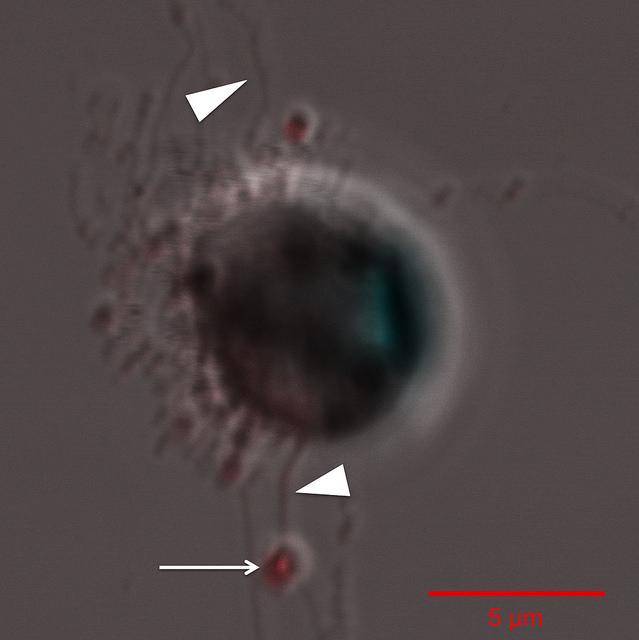 Diatoms Have Sex After All And Ammonium Puts Them In The Mood