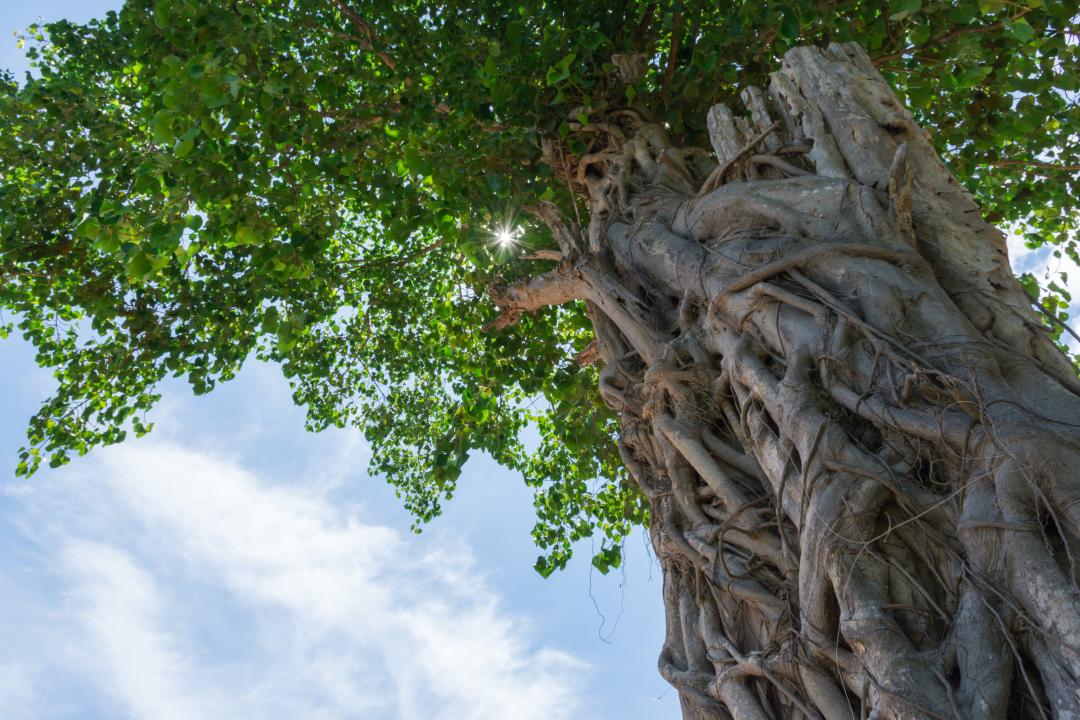 Towering Bodhi tree