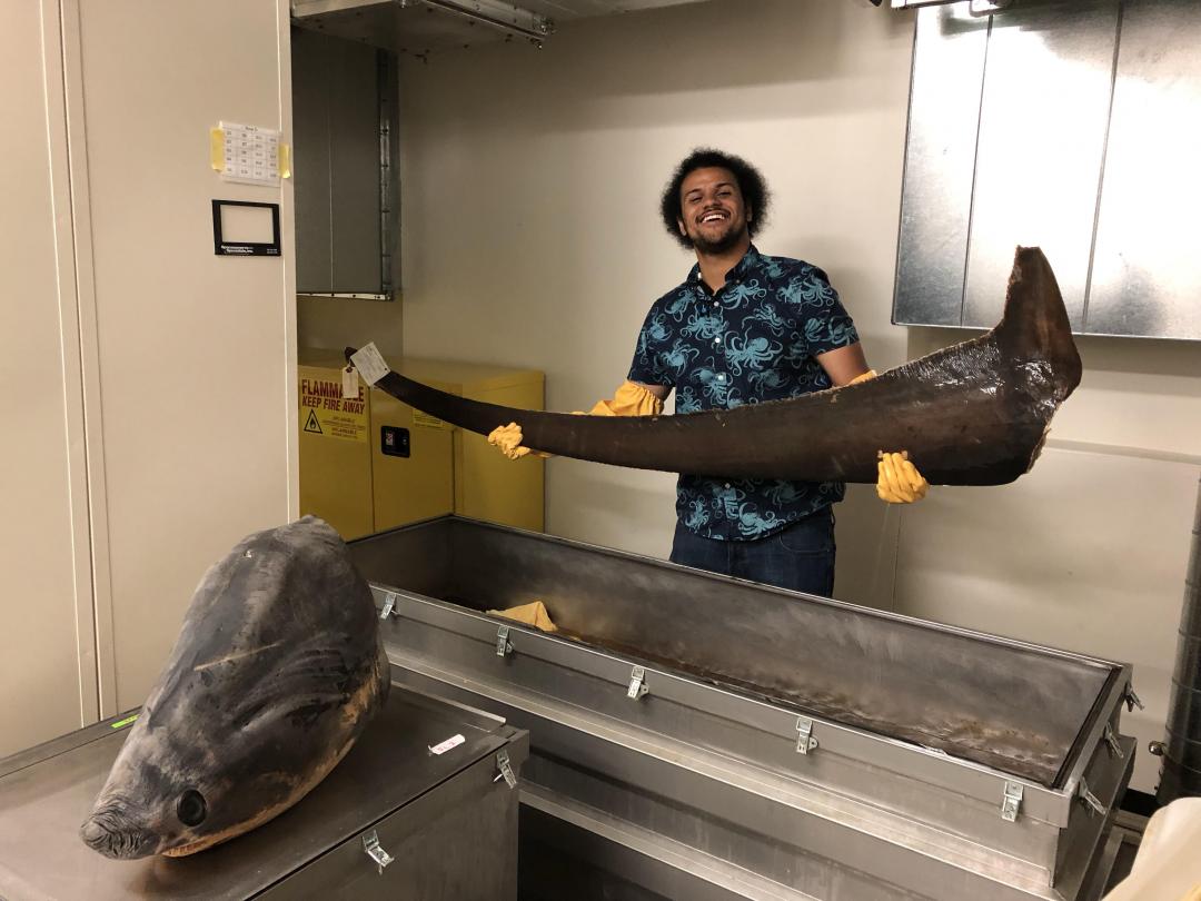 Dustin Campbell at the ichthyology collection, Oregon State University