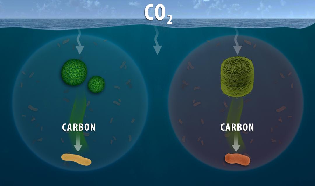 Marine microbes consume different types of organic carbon