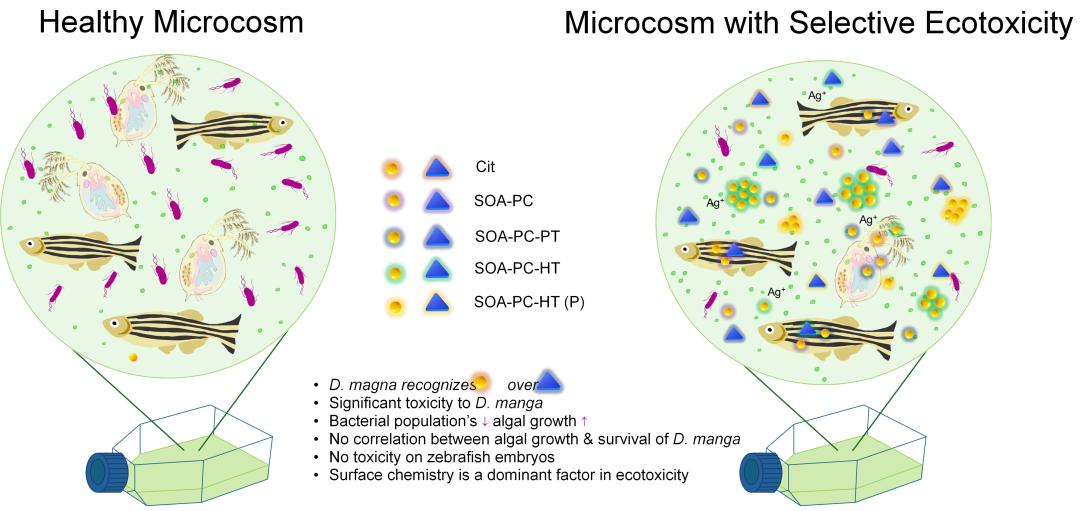 Healthy microcosm, left, and one with selective toxicity