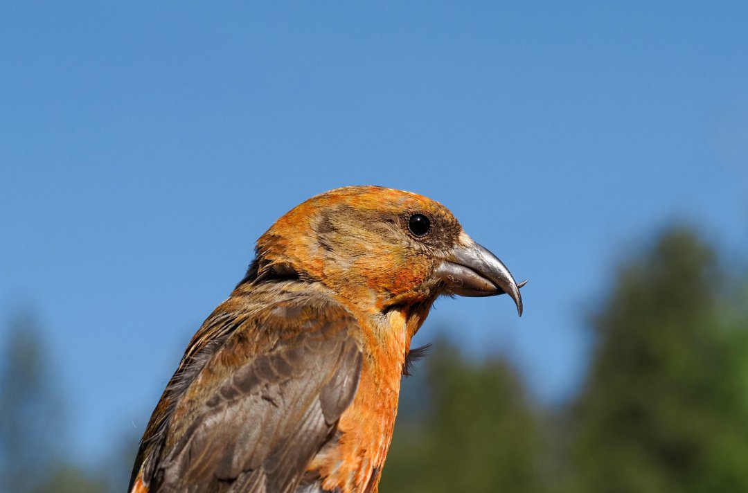 Close up image of a bird.