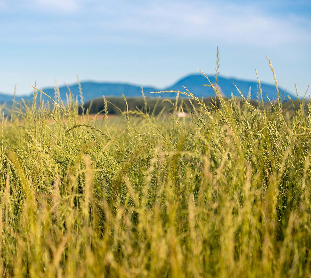 Tall grass field in front of mountain range