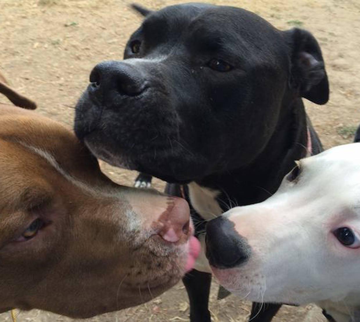 Rescue dogs licking each other in dog park