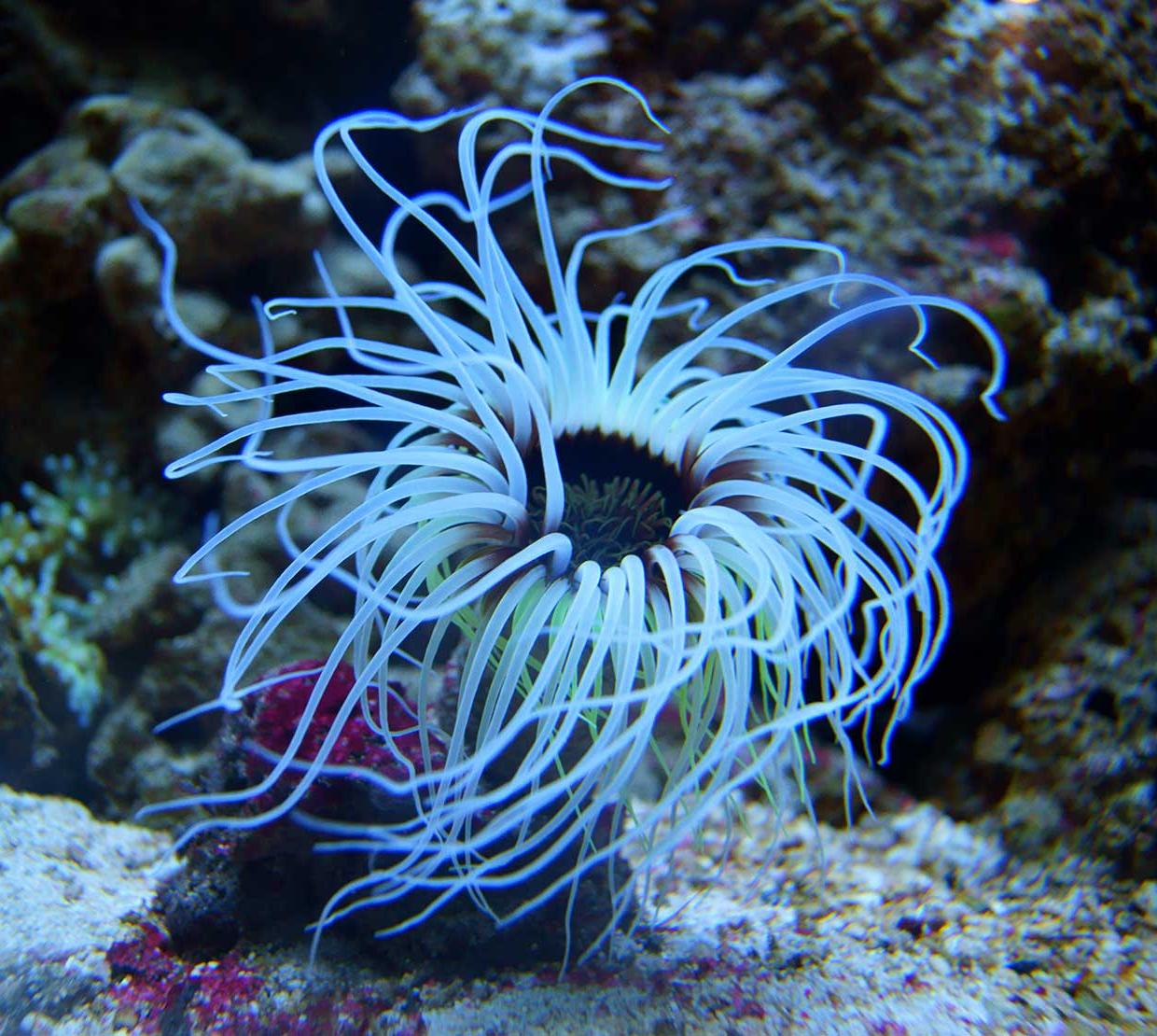 sea anemone swaying on ocean floor