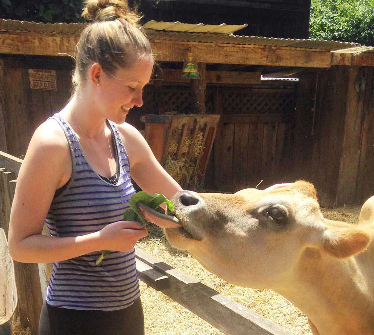 Karianna Crowder feeding a cow
