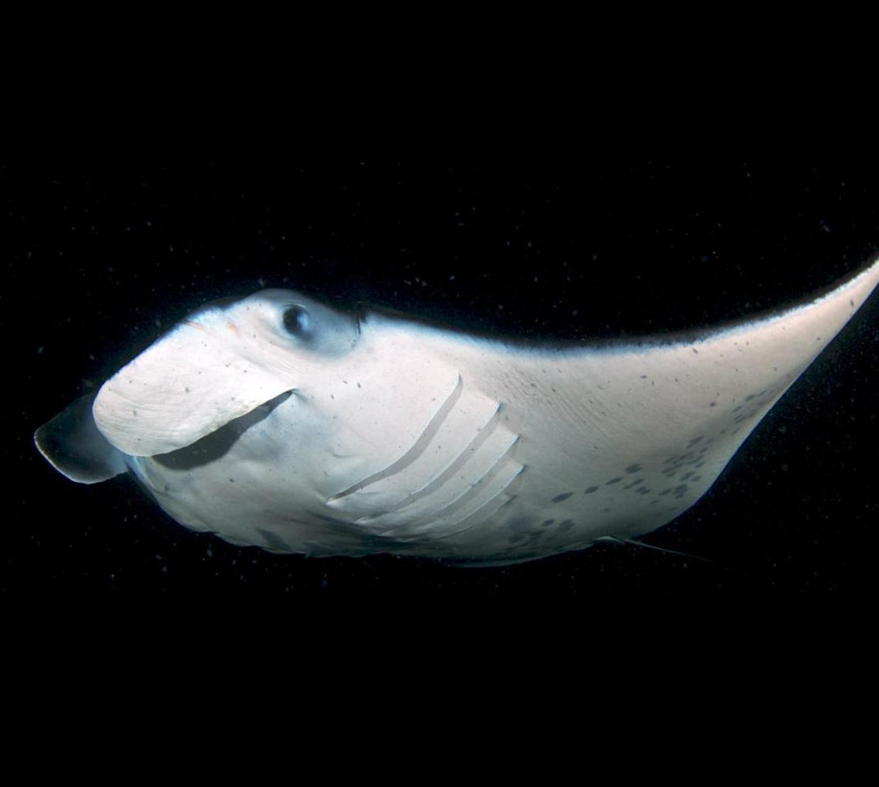 Manta ray swimming in dark ocean