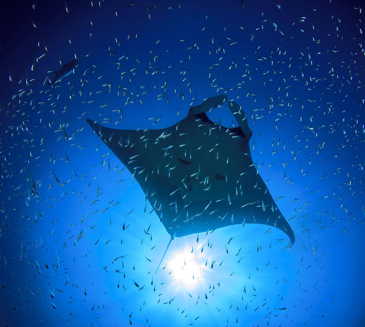 manta ray swimming though krill