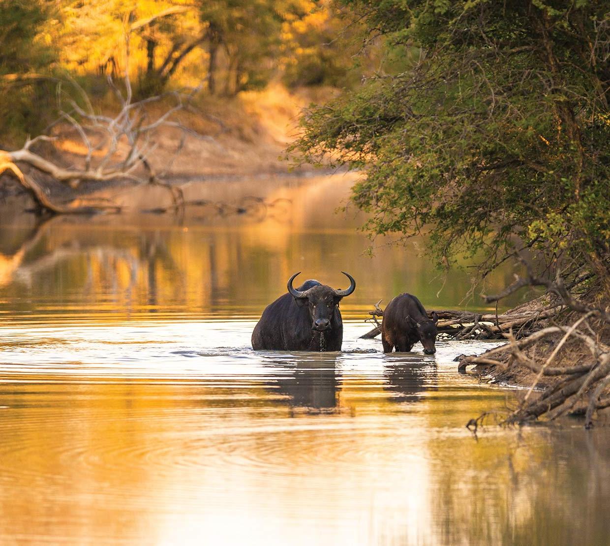 water buffalo drinking from a river