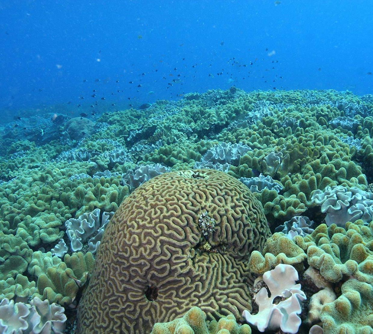Coral in the ocean floor