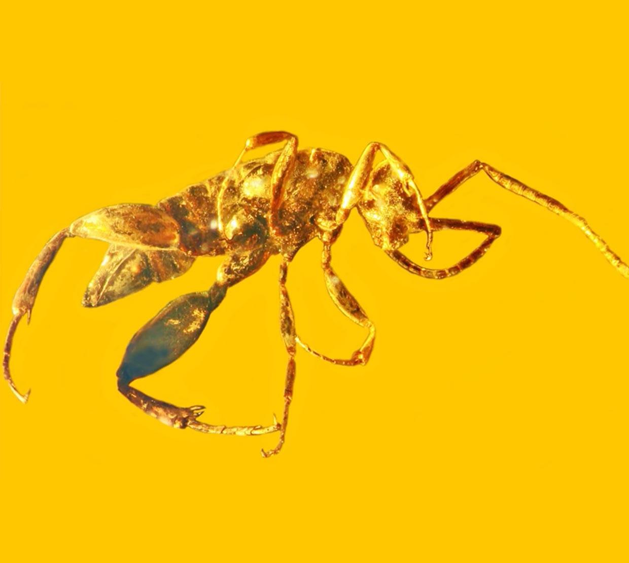 Insect fossilized in yellow amber 