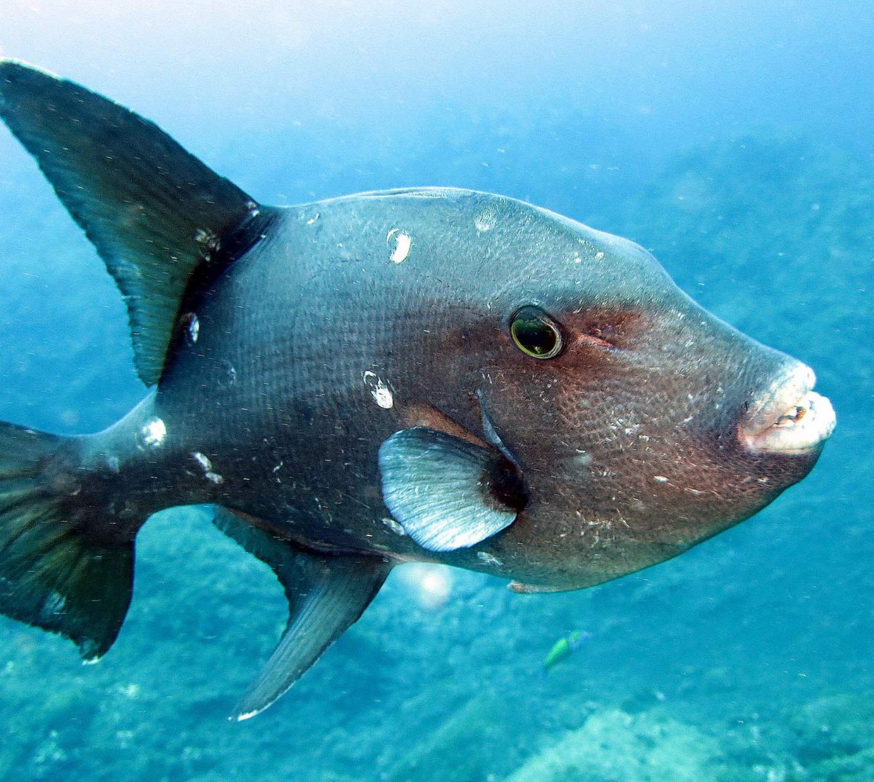 triggerfish swimming in shallow ocean