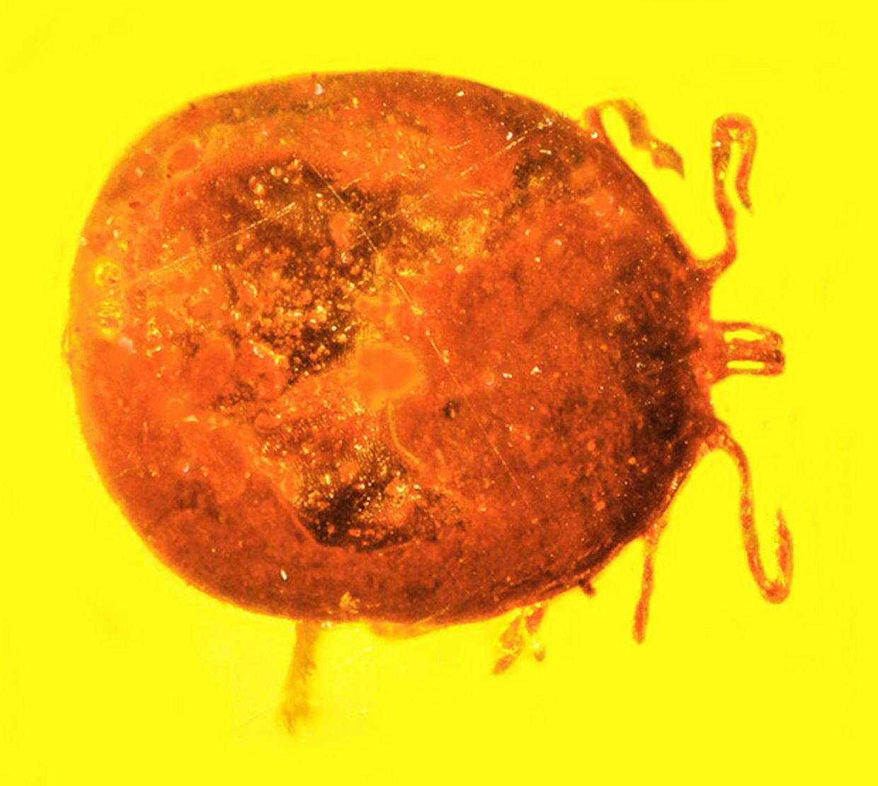 round insect fossilized in yellow amber