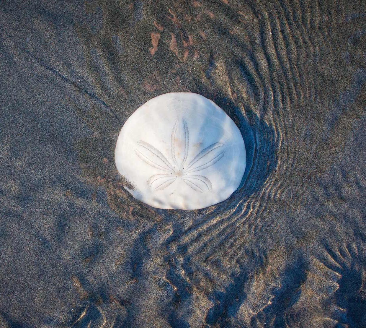 Sea shell washed up on ocean shore