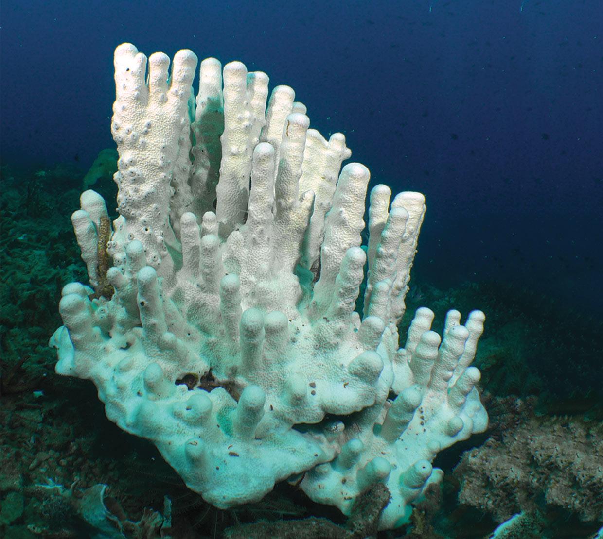 white coral at bottom floor of shallow ocean