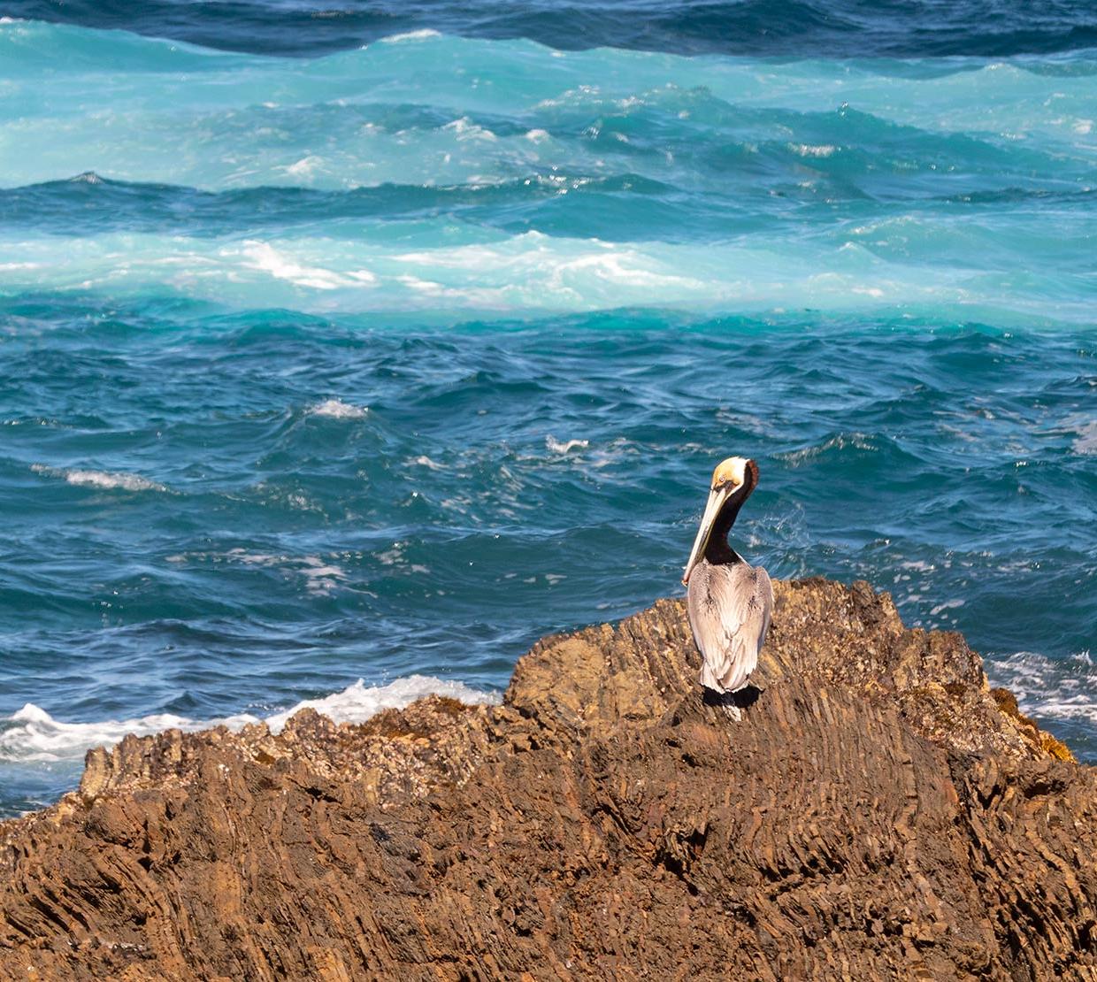 Pelican sitting on rock in front of ocean