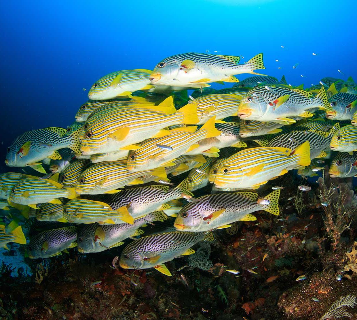 school of sweetlips swimming near ocean floor