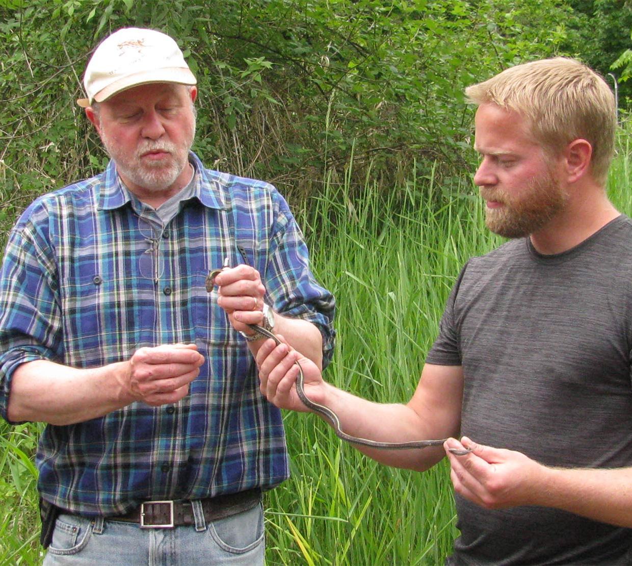 Robert Mason holding garter snake with colleague in field