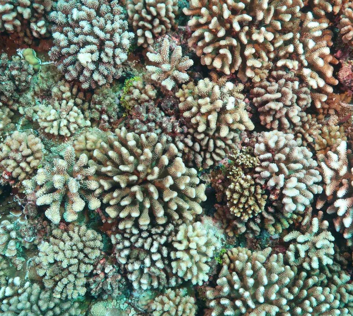 Aerial shot of coral reef.