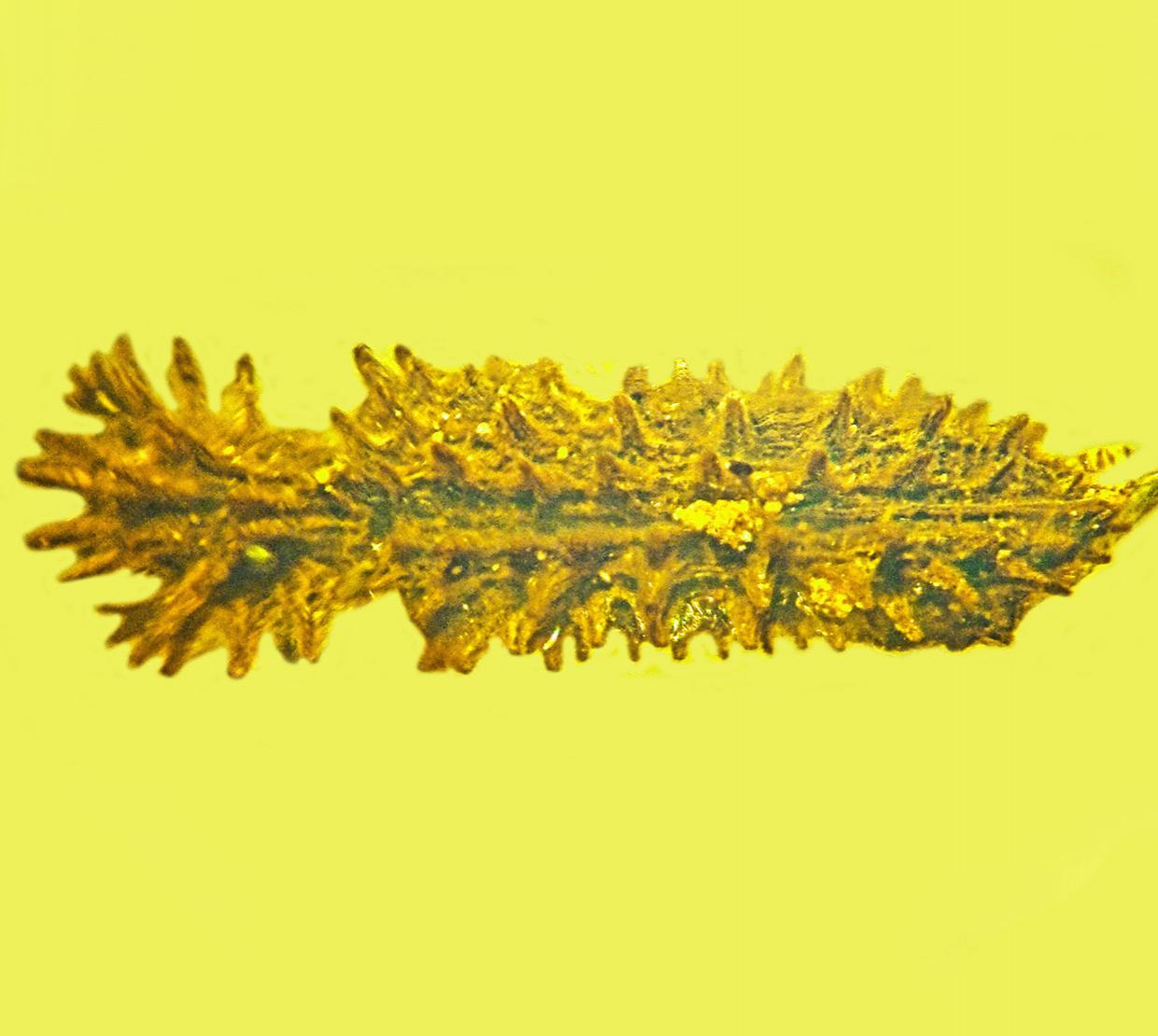 Stegastochlidus saraemcheana, a species of cylindrical bark beetle sitting in yellow amber.
