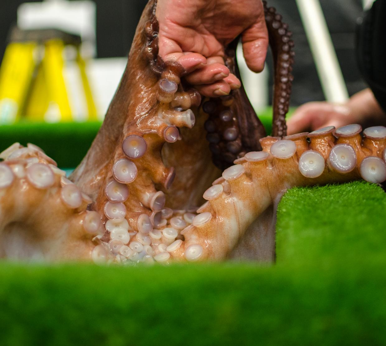 An octopus clings to an aquarist's hands with its suckers