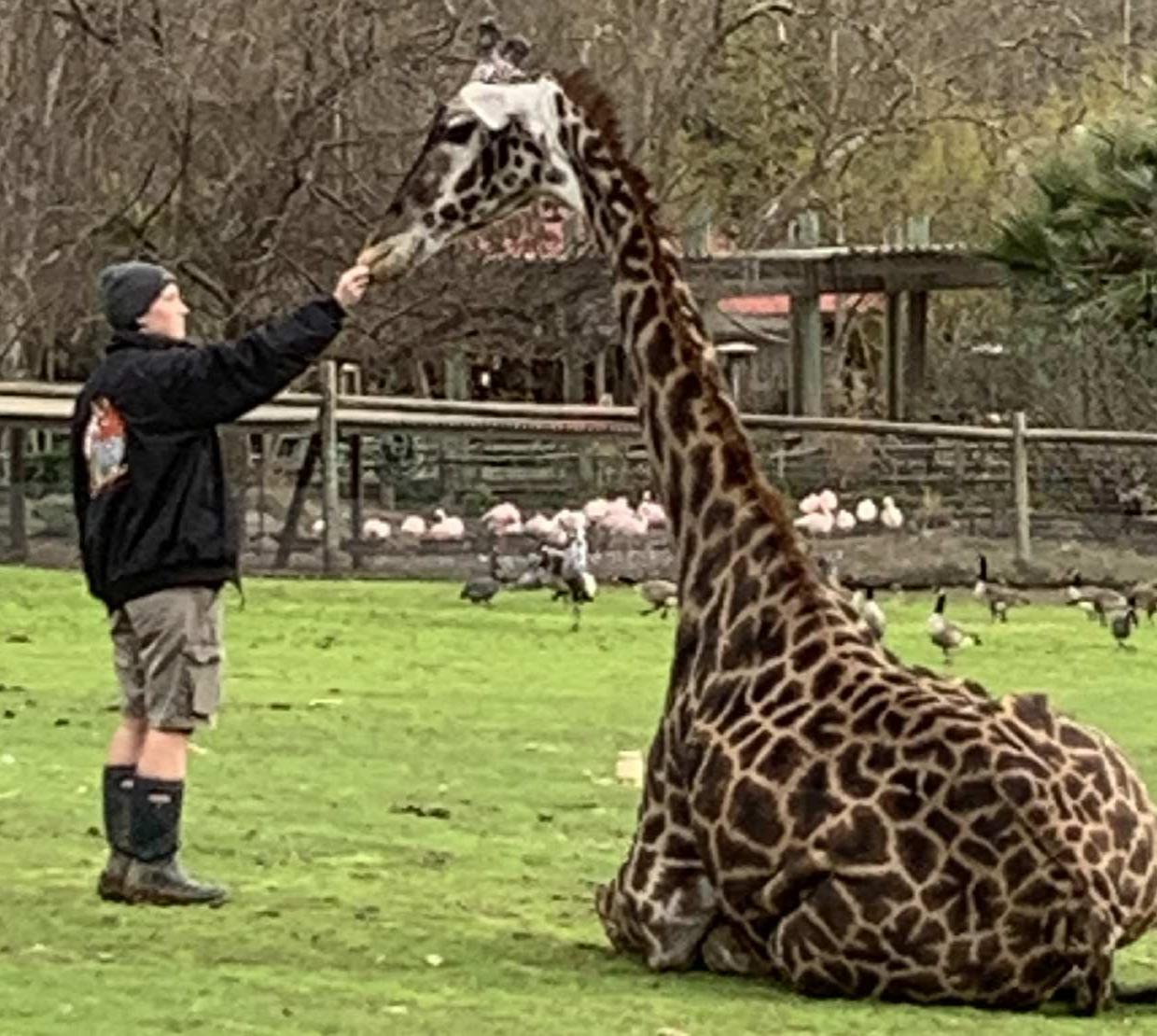Molly Cordell cares for a giraffe at Safari West in Santa Rosa, CA
