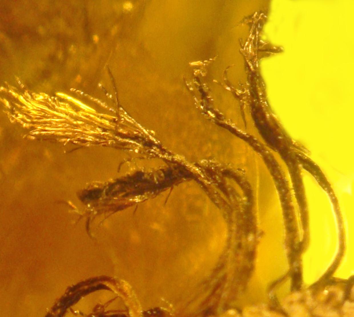 Extreme close-up of needles on the tip of the stem of an embryo plant encased in bright yellow amber resin.