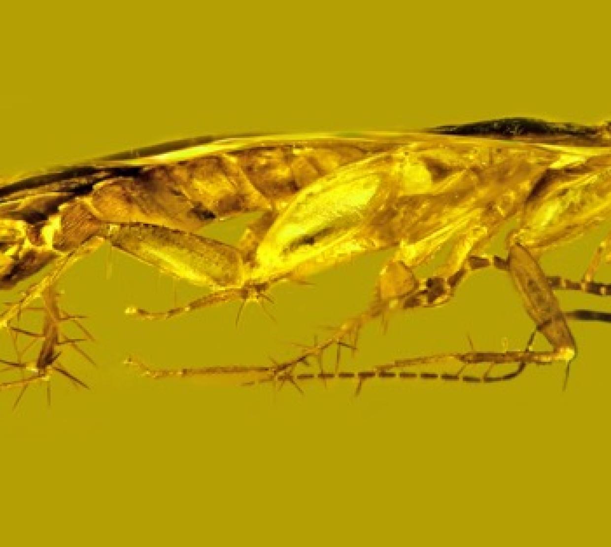 Side view of a cockroach specimen suspended in Dominican amber.