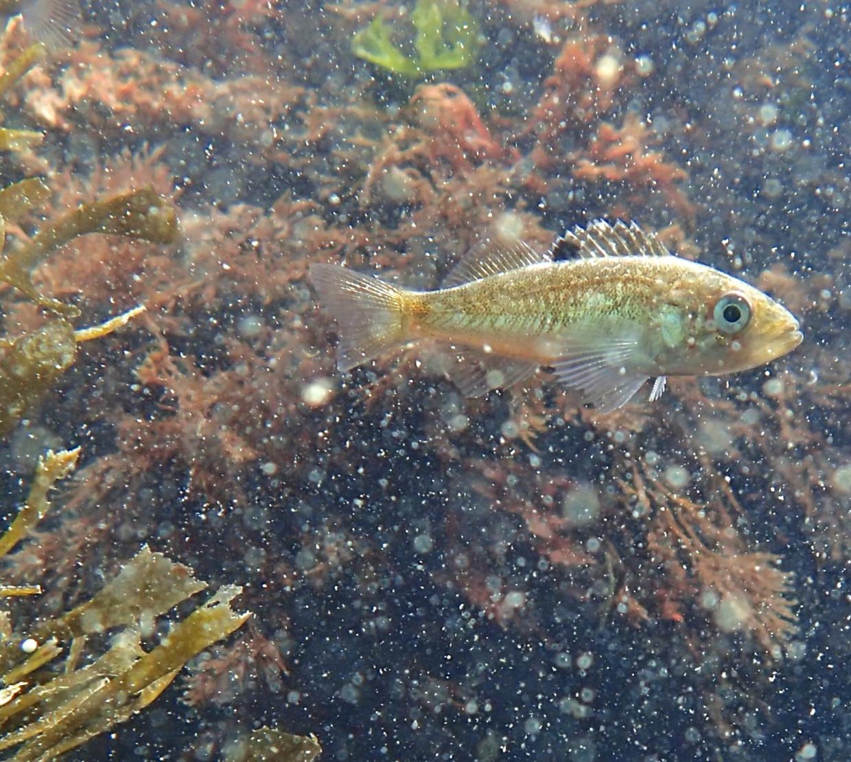 A juvenile blackrock fish