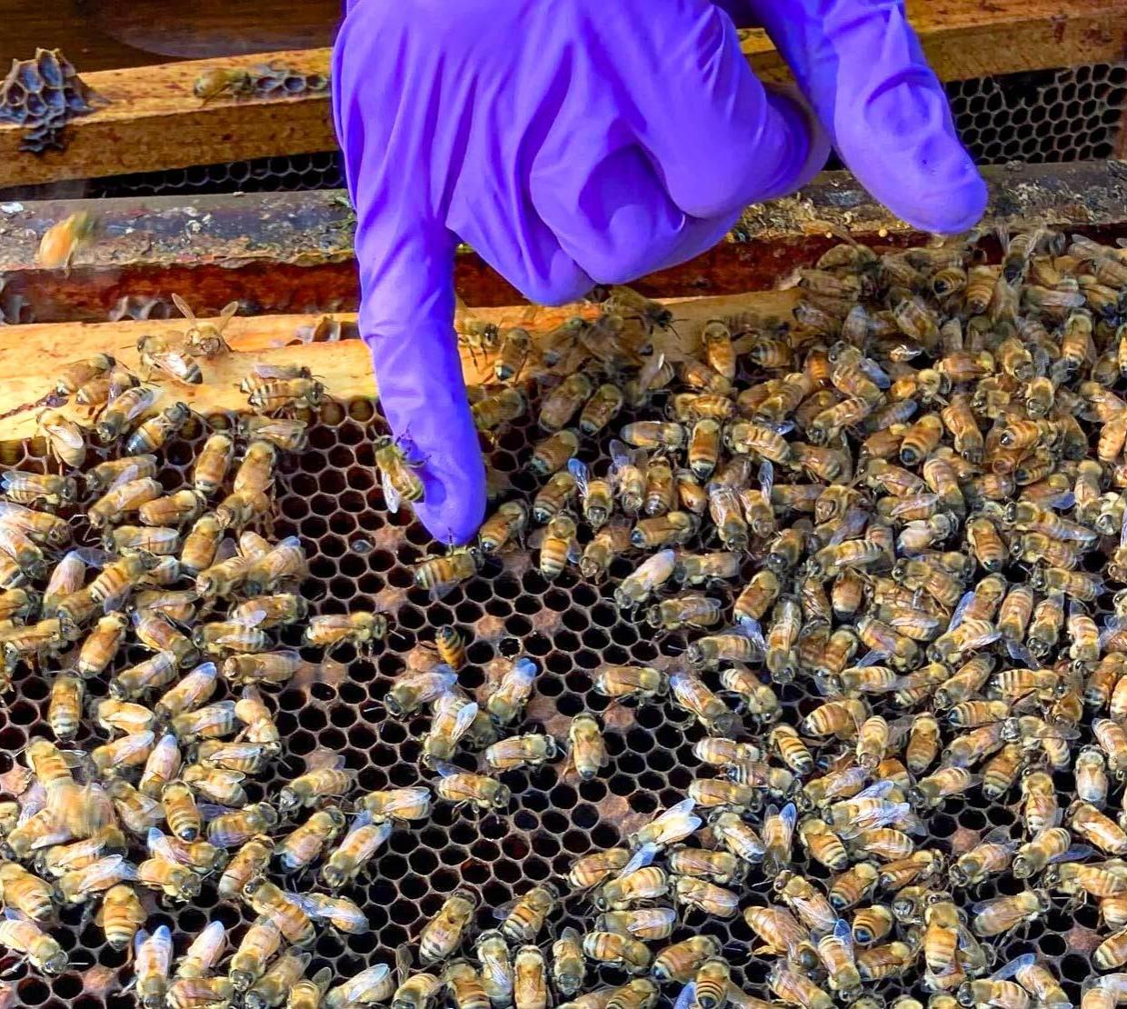 A finger in a blue glove points to honey bees in a hive.