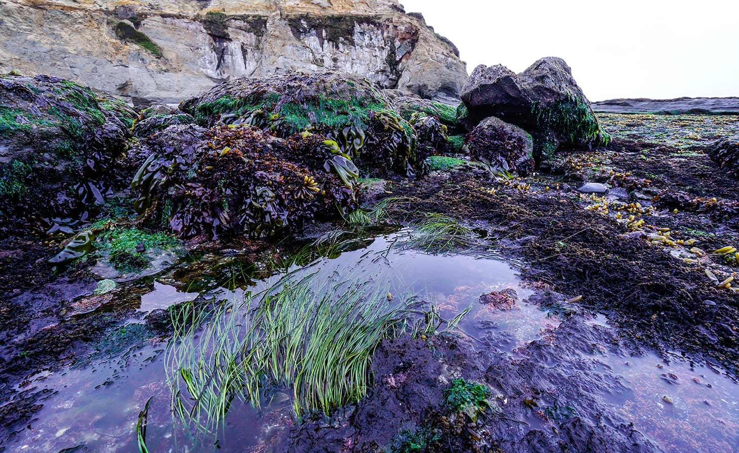 tide pools along Oregon coast