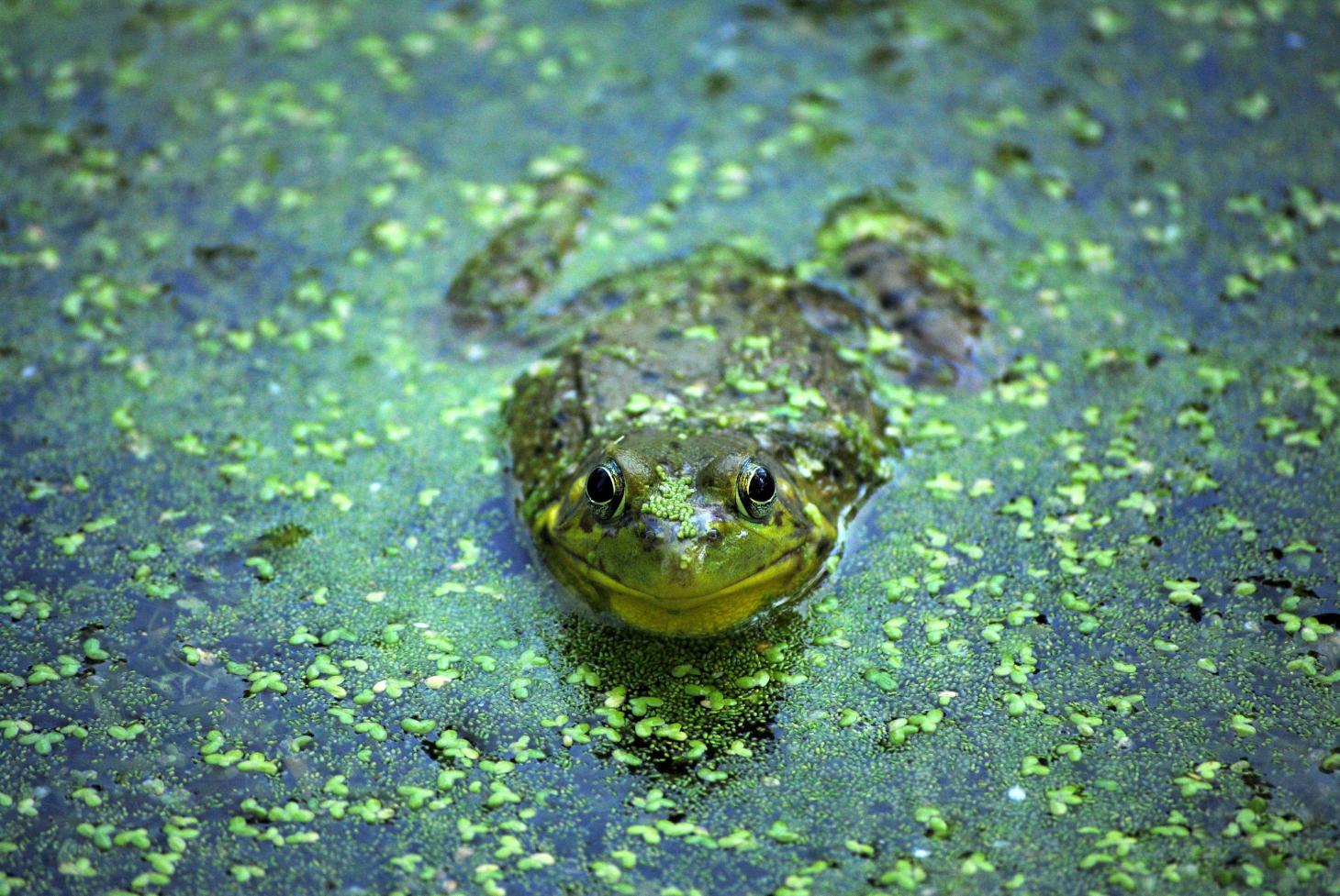 frog sitting in creek