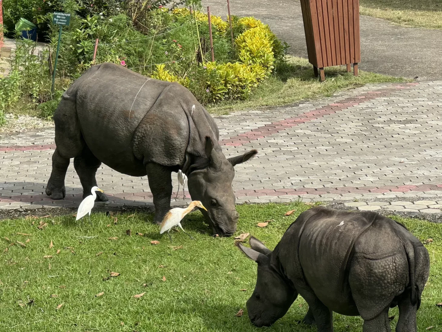 Two small rhinoceroses graze in a grassy park in Nepal.