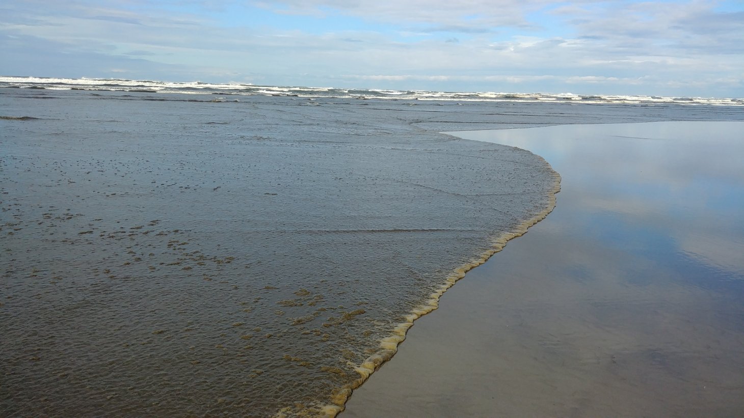 Green-colored plant-like substances covering the coast like a blanket. The water is calm and tainted green.