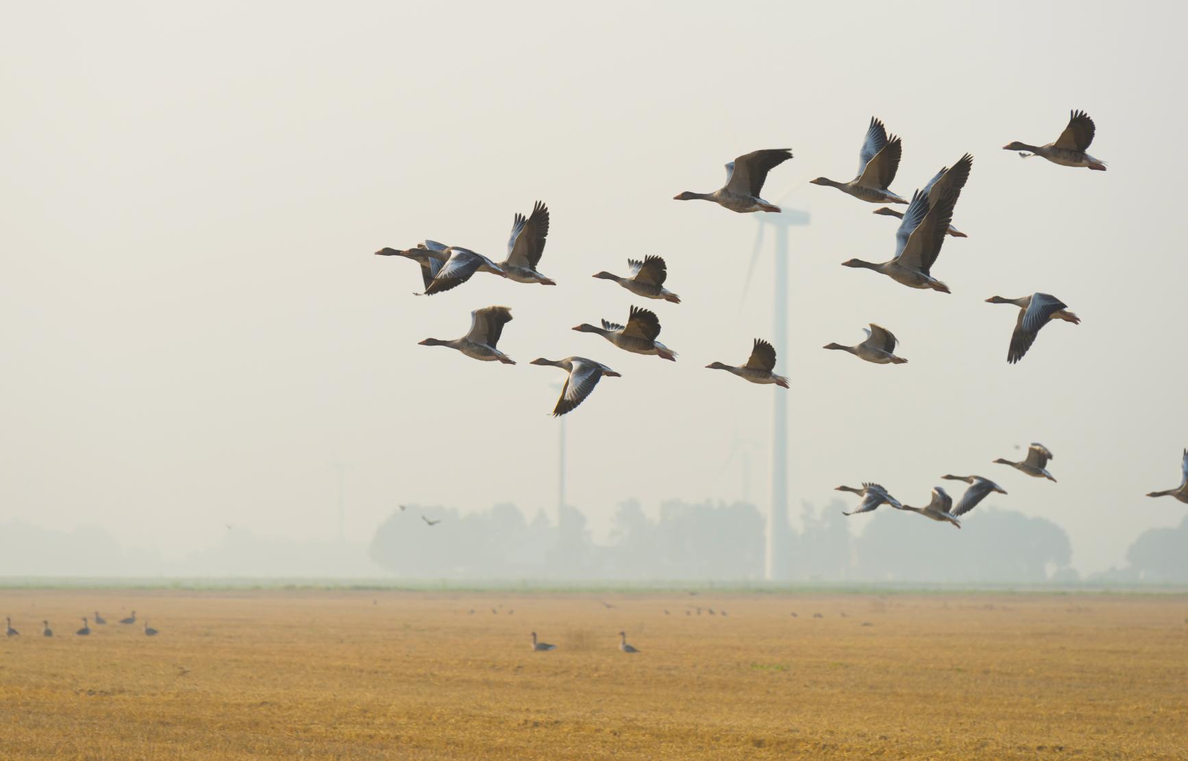 A flock of birds flying in the foreground with windmills in the background