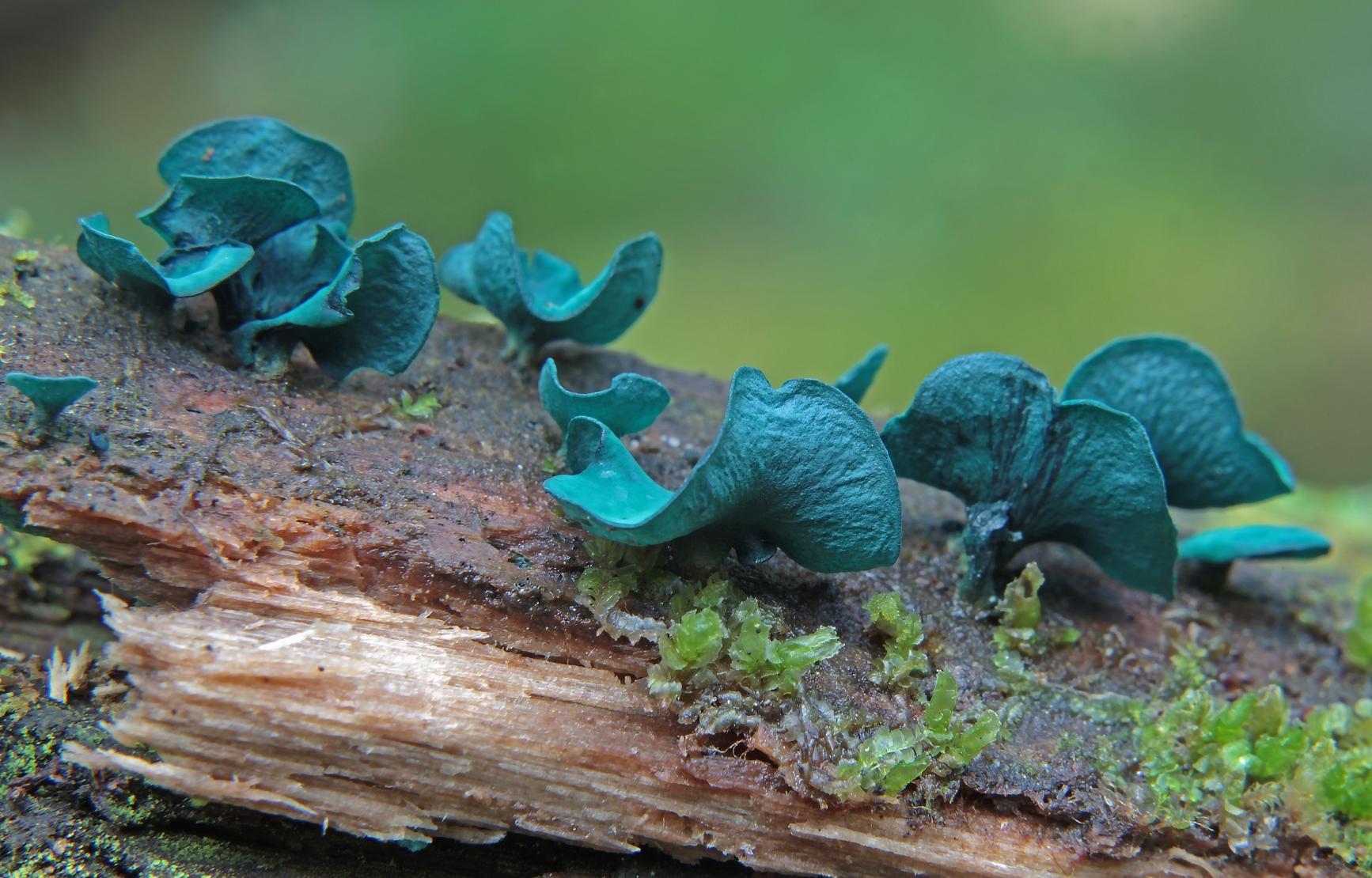 Blue fungus on a piece of wood