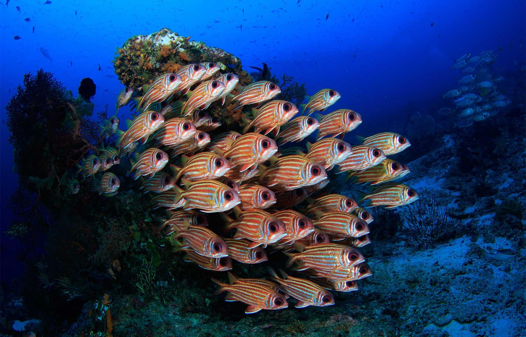 school of fish swimming near ocean floor