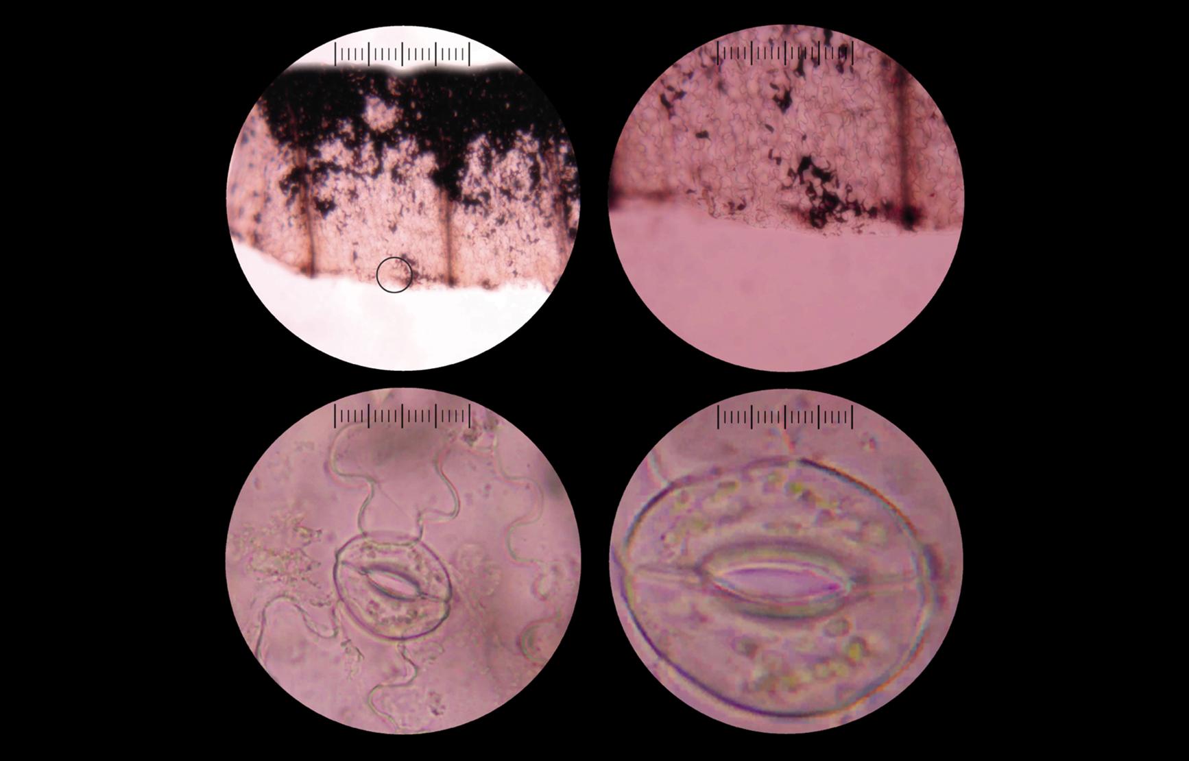 Black IMPACT cover with four views of a cell from a digital microscope, at varying zooms