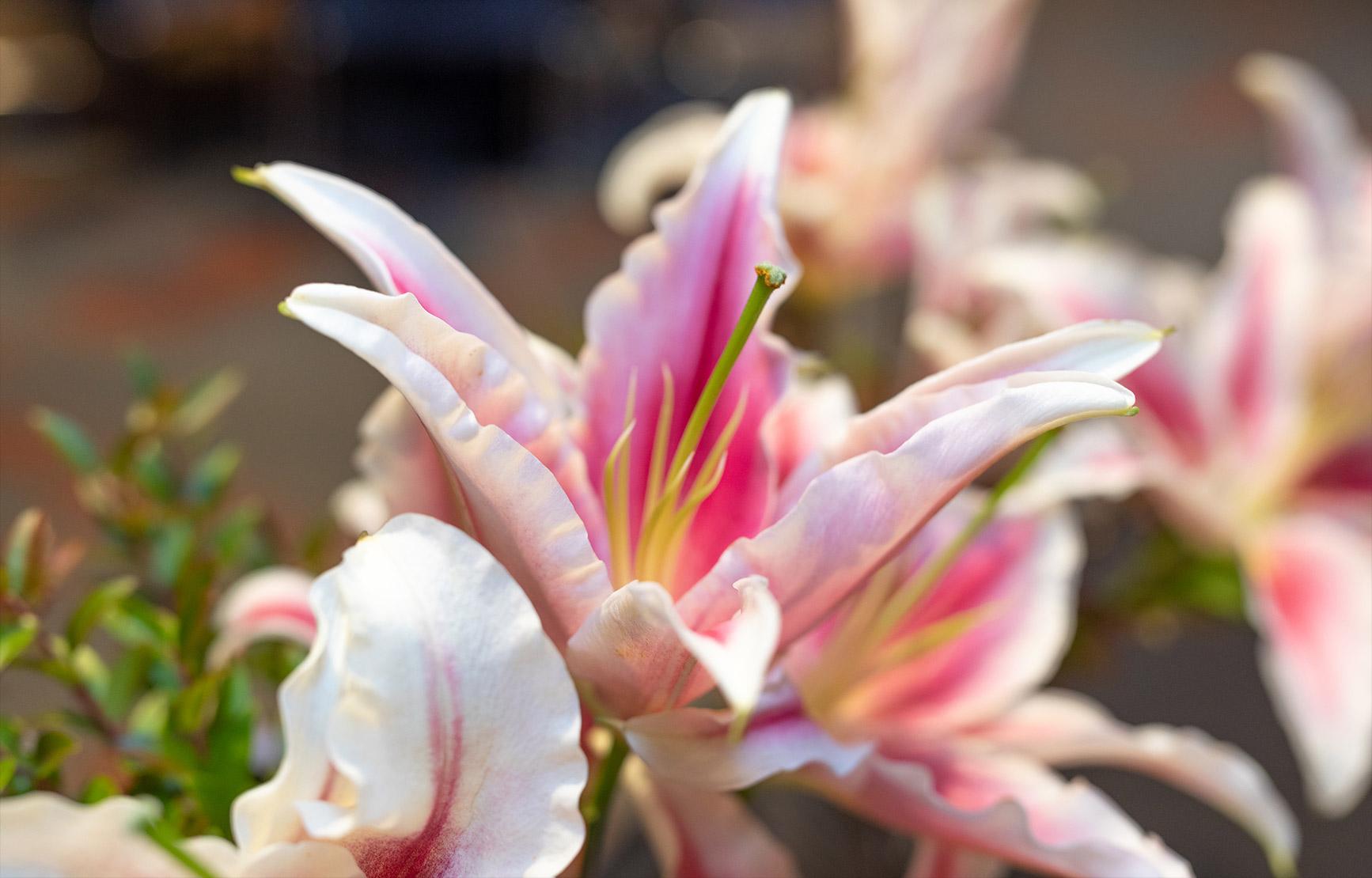 A vibrant pink, white and yellow lily flower on a table display at a College of Science event.