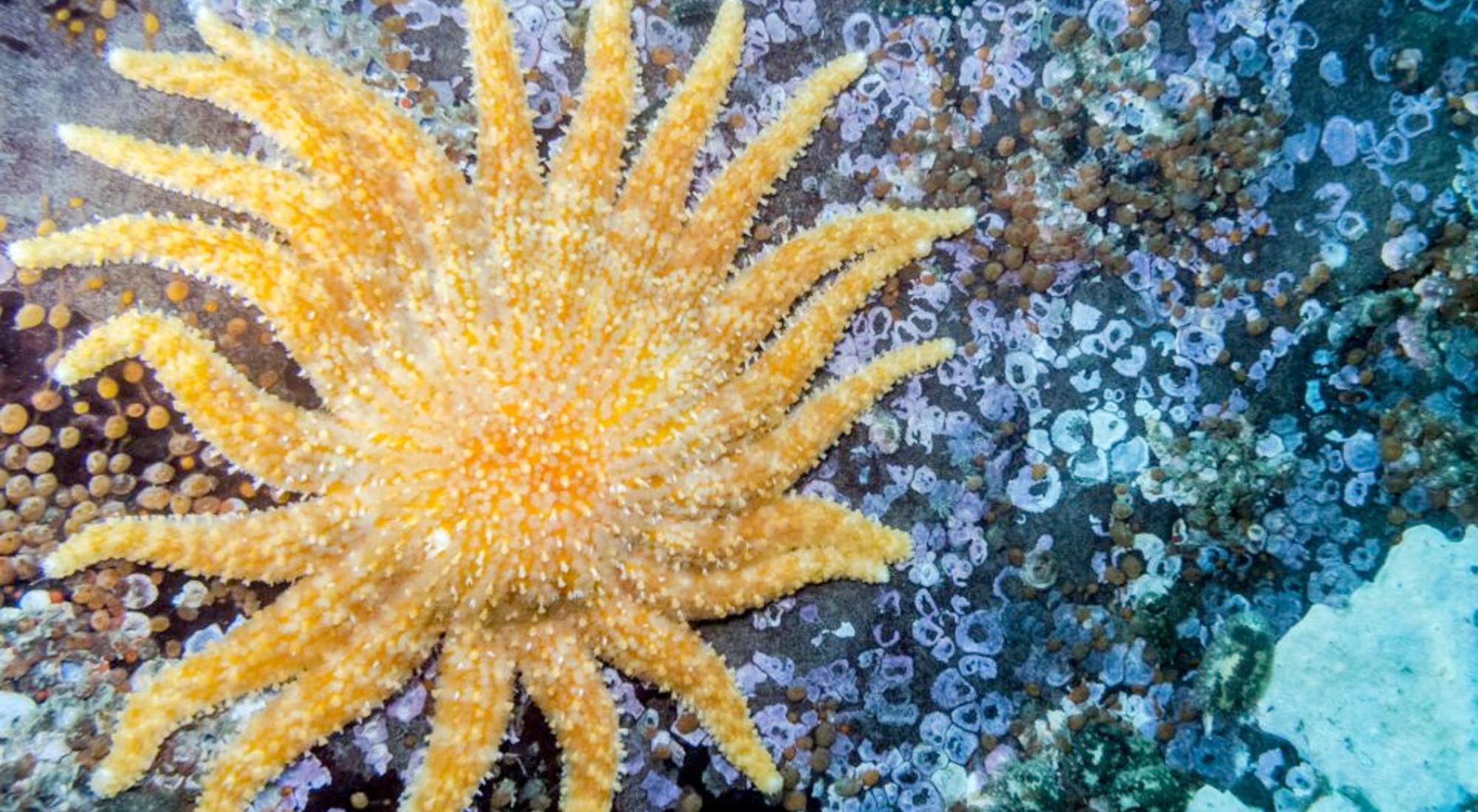 Sunflower Sea Star, Online Learning Center