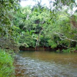 Tropical river in rainforest