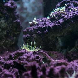 Purple coral at bottom floor of shallow ocean