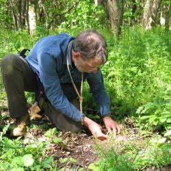 David Maddison diggings through soil in forest