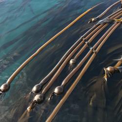 Bull Kelp floating on ocean surface
