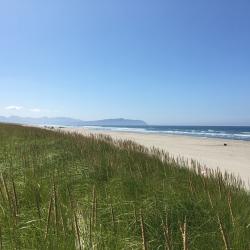 Beachgrass on a dune with a beach below and the ocean beyond