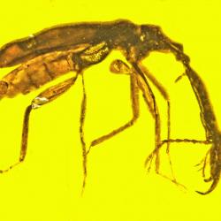 Mammoth weevil in yellow amber.