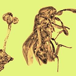 An floral and wasp fossil lay next to each other in amber